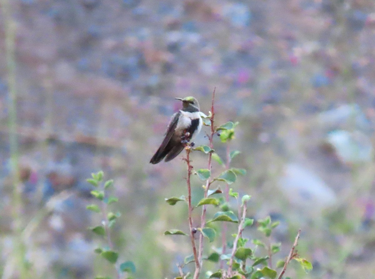 White-sided Hillstar - ML616913039