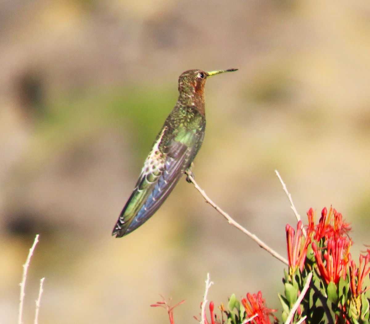 Giant Hummingbird - ML616913048