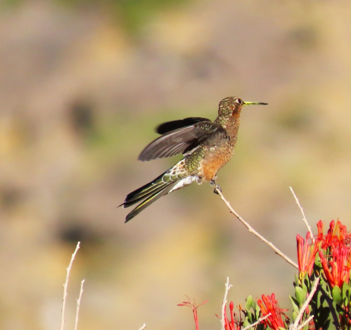 Giant Hummingbird - ML616913062