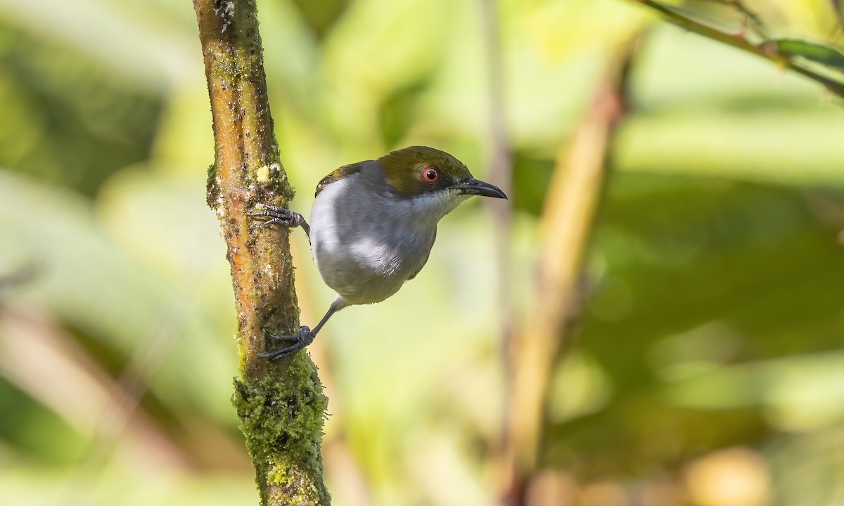 Olive-capped Flowerpecker - Paul Fenwick