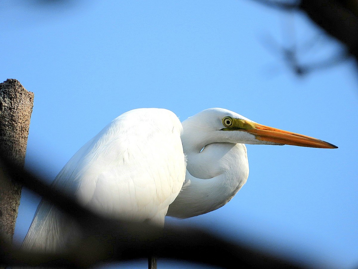 Great Egret - Bany Alvarenga