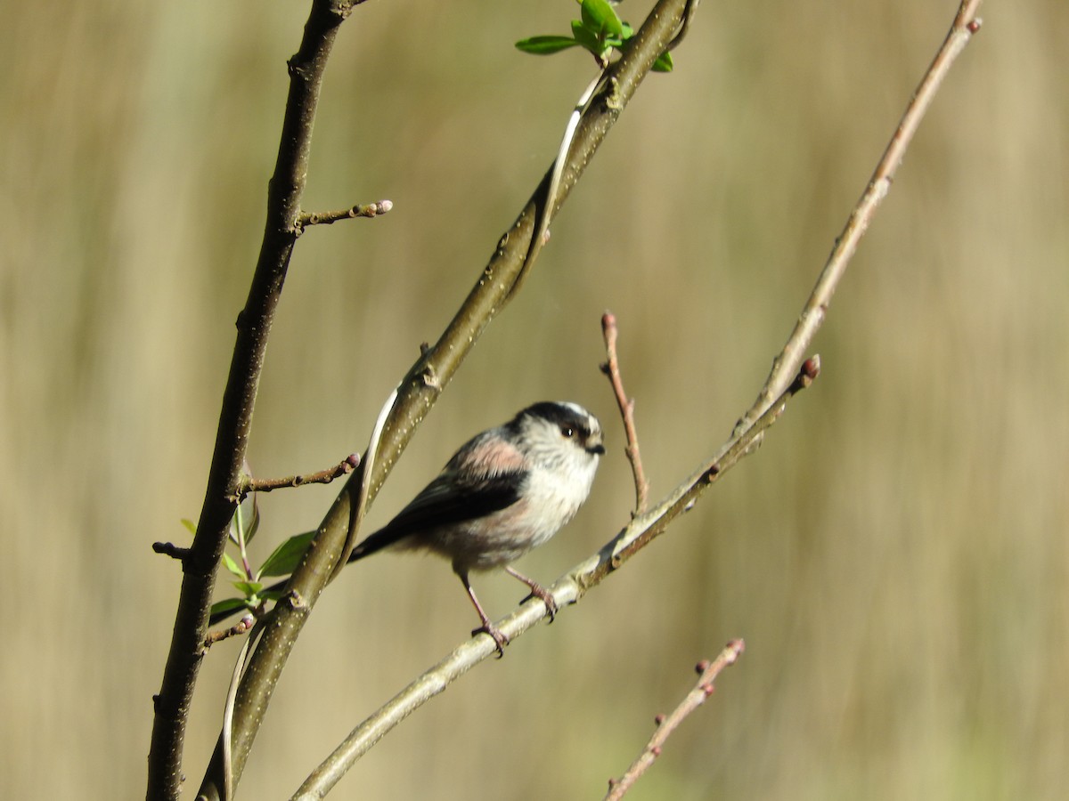 Long-tailed Tit - ML616913079