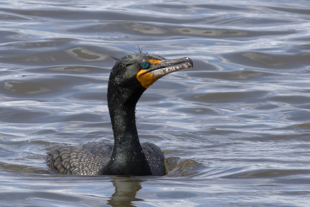 Double-crested Cormorant - ML616913112