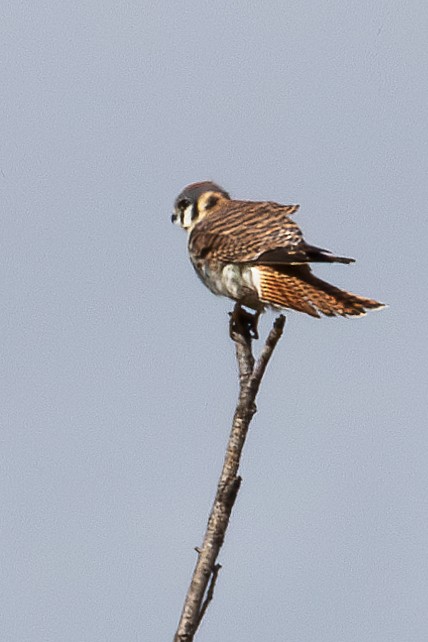 American Kestrel - David Sullivan