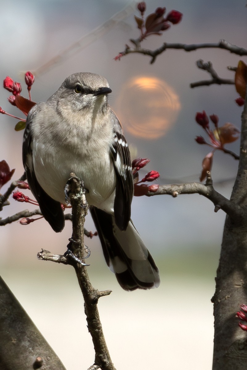 Northern Mockingbird - ML616913156