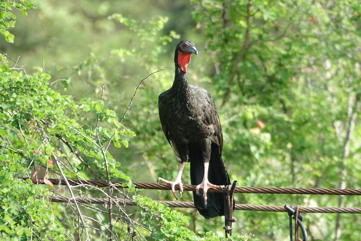 White-winged Guan - ML616913170