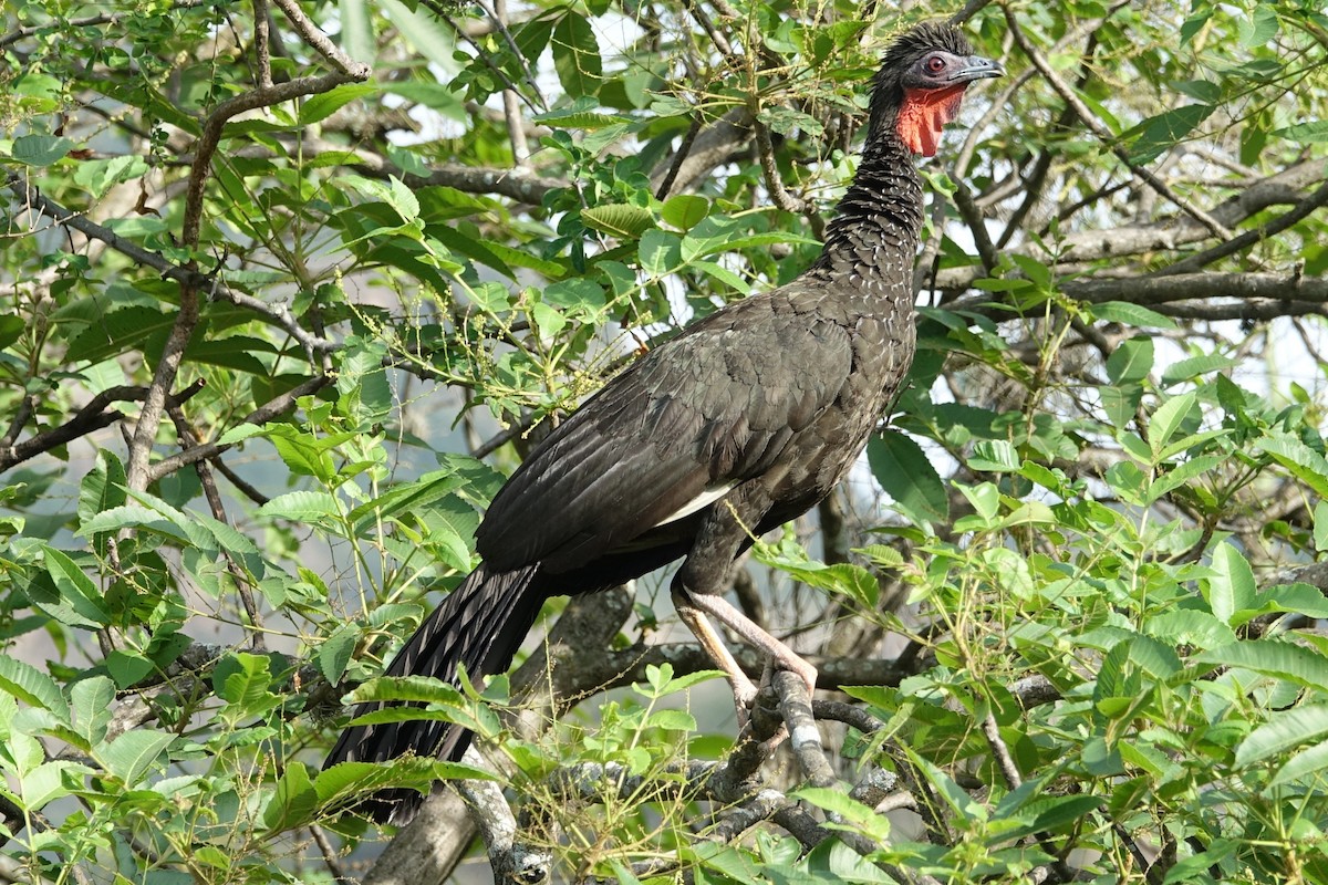 White-winged Guan - ML616913171