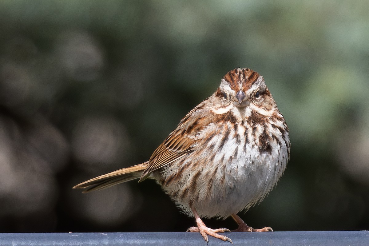 Song Sparrow - ML616913172