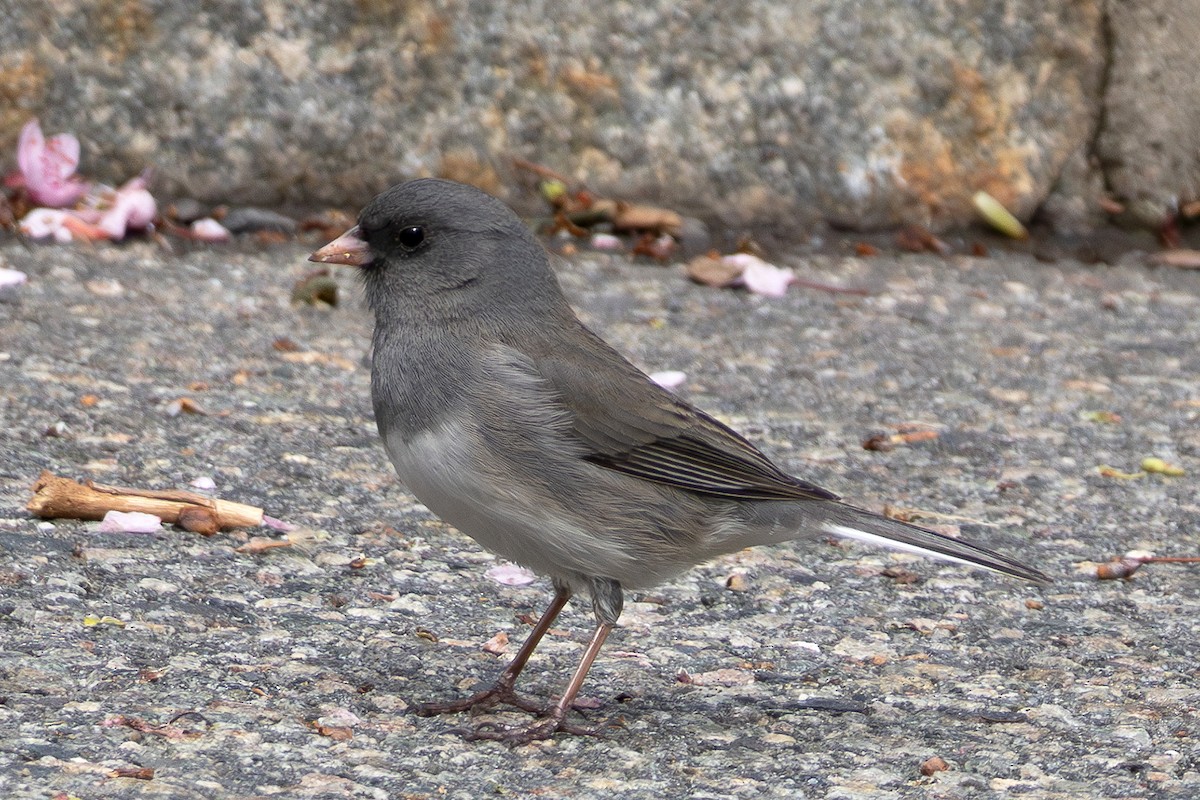 Junco Ojioscuro - ML616913181