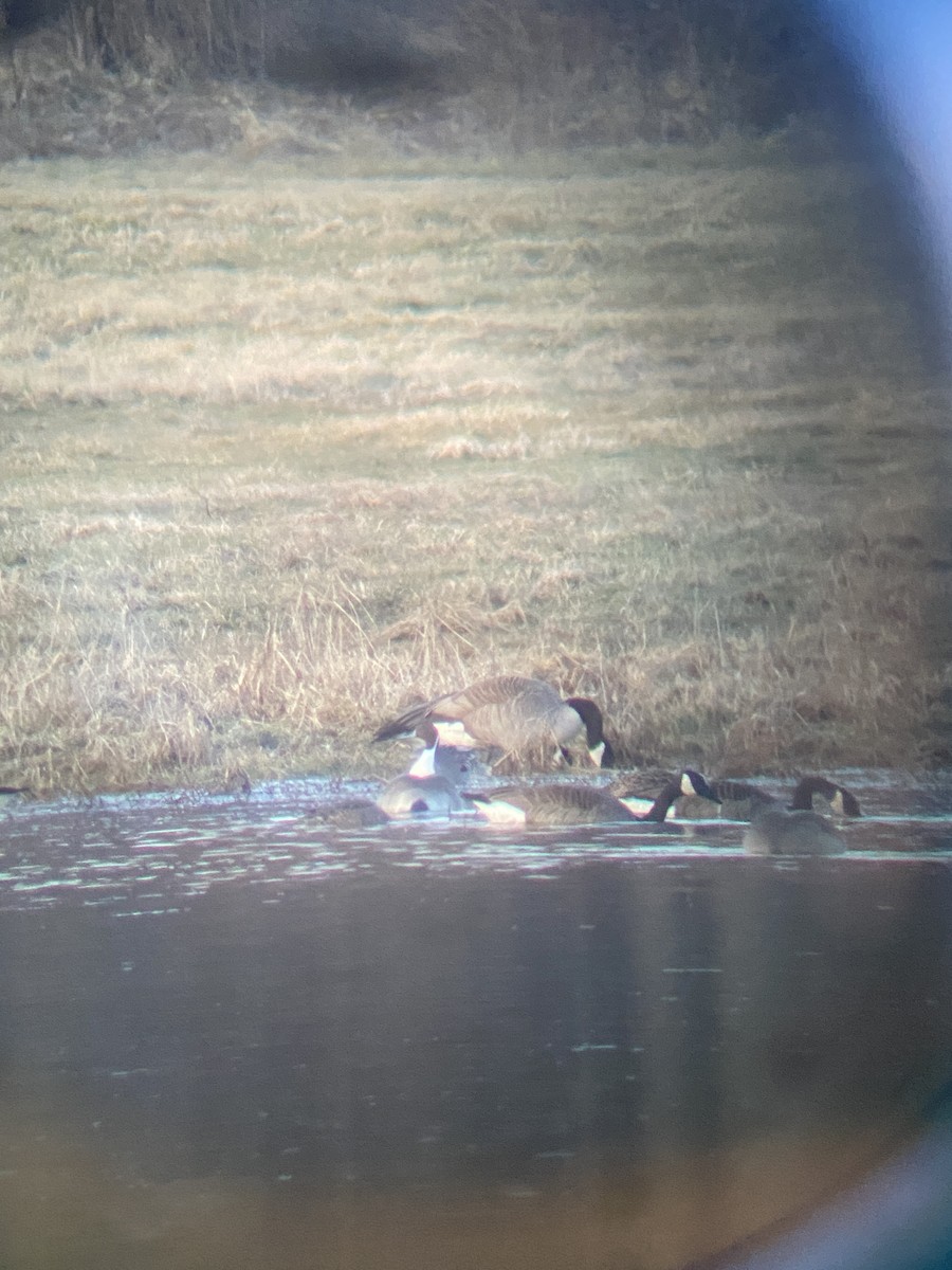 Canada Goose - Zac Cota