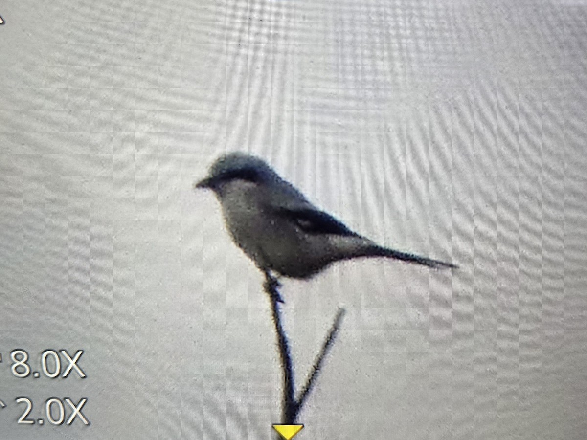 Northern Shrike - ML616913190