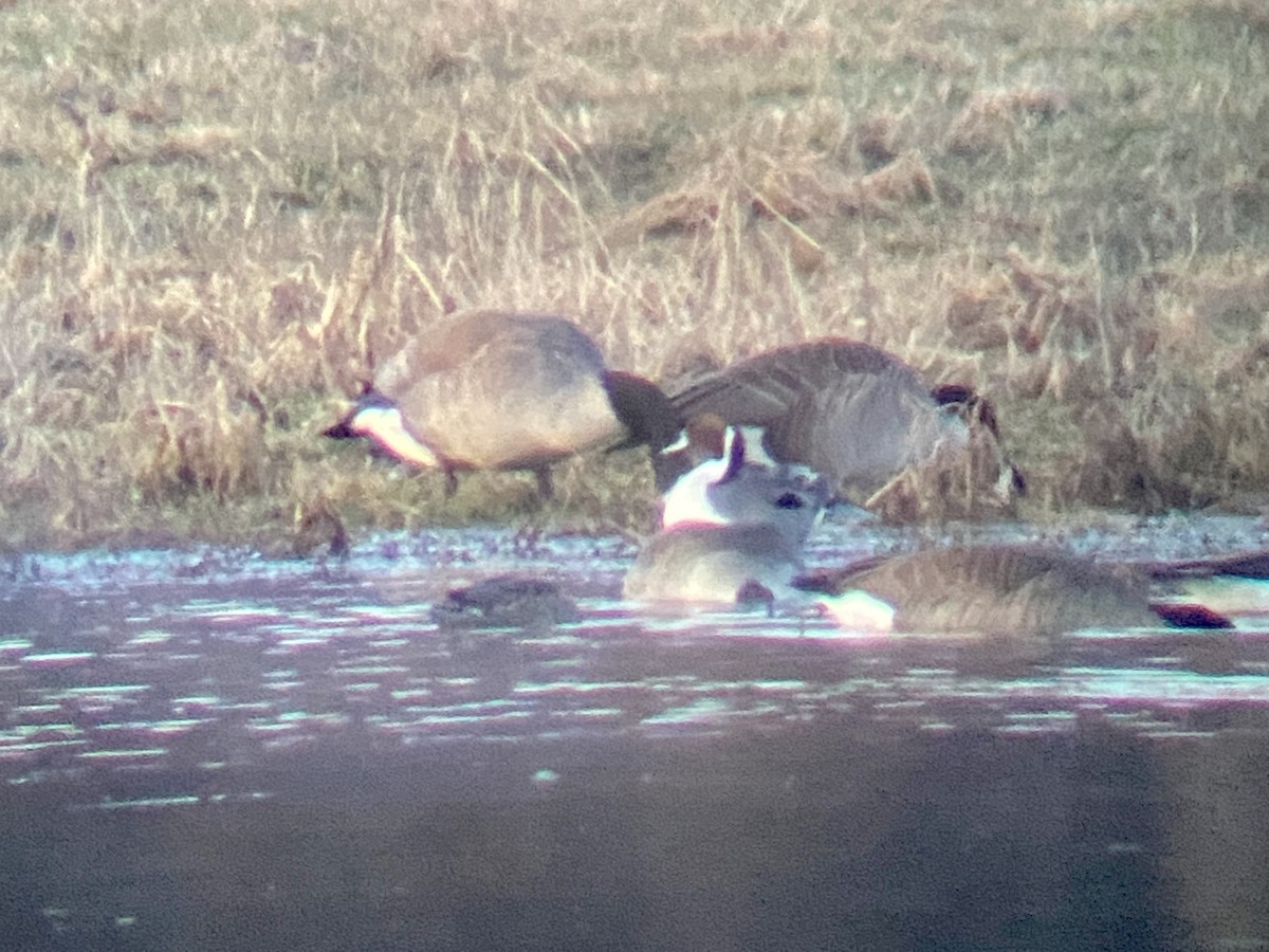 Northern Pintail - Zac Cota