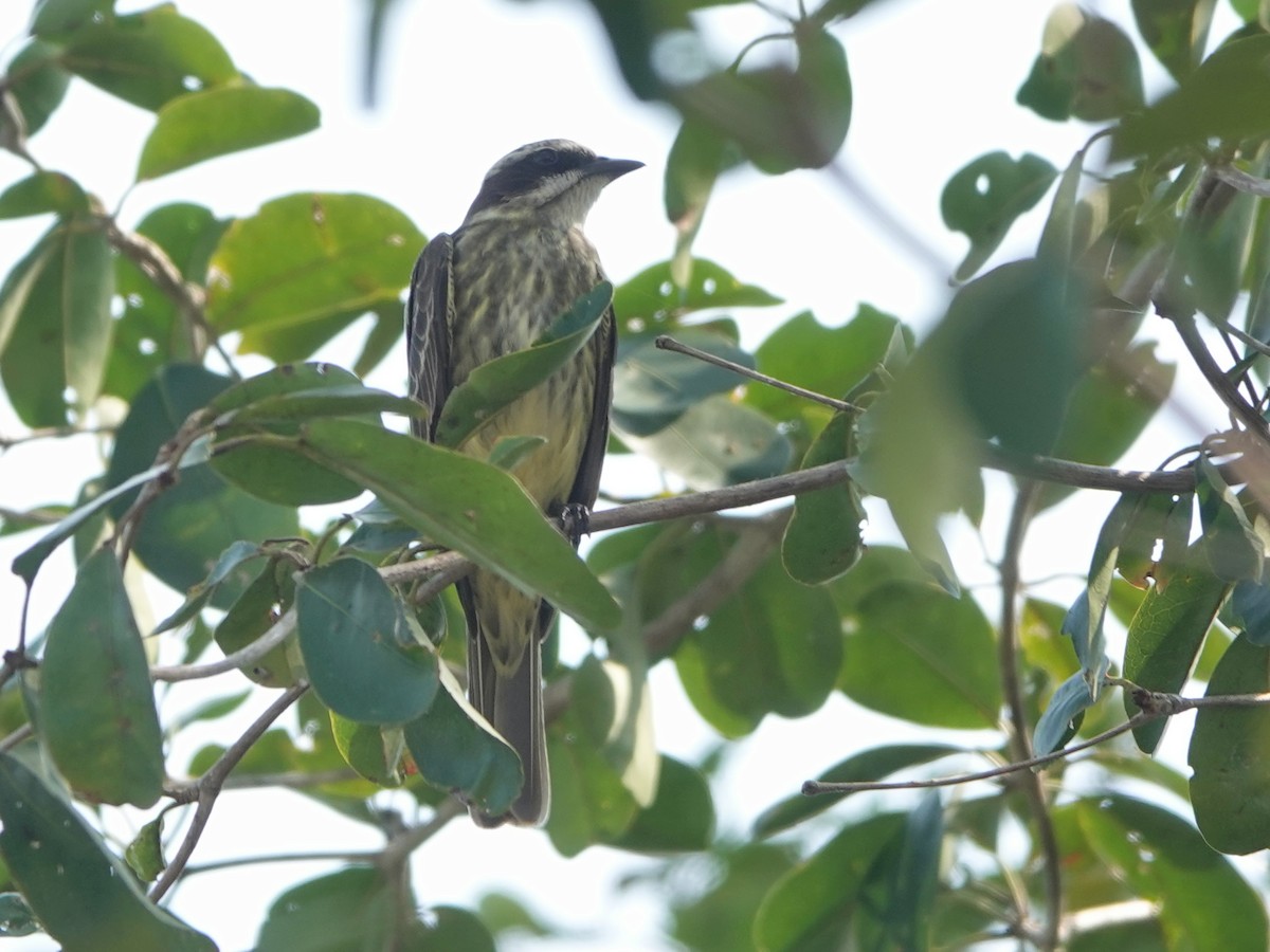 Piratic Flycatcher - Liz Soria