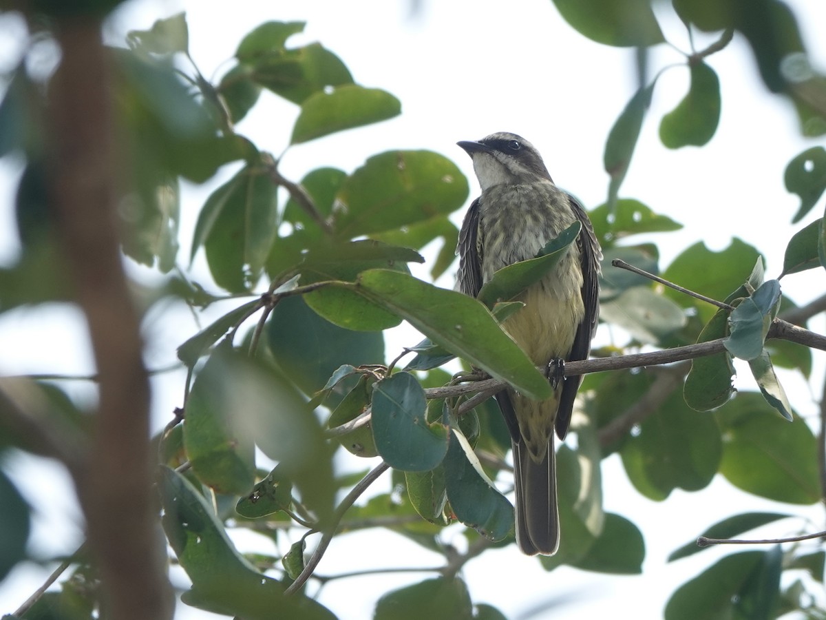 Piratic Flycatcher - ML616913226