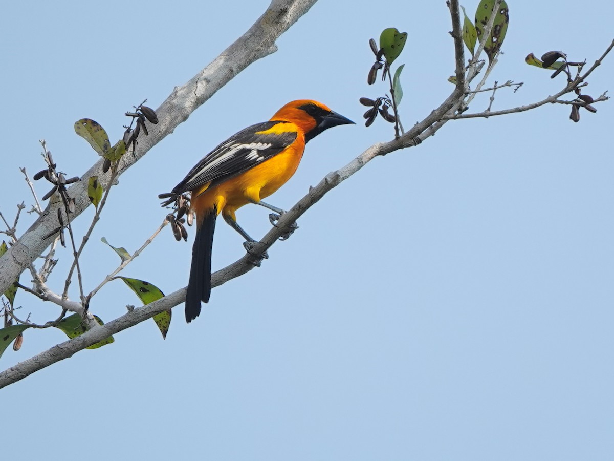 Altamira Oriole - ML616913231