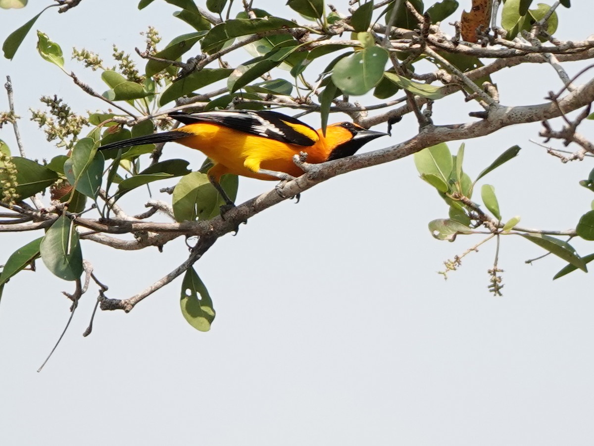 Altamira Oriole - Liz Soria