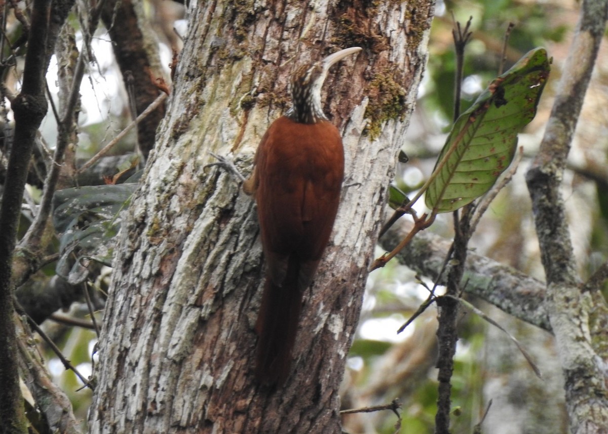 Long-billed Woodcreeper - ML616913264