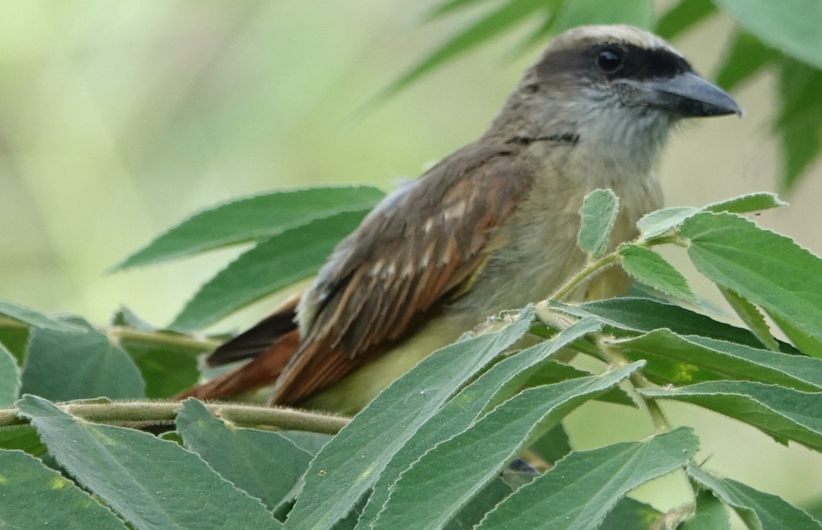 Baird's Flycatcher - ML616913266