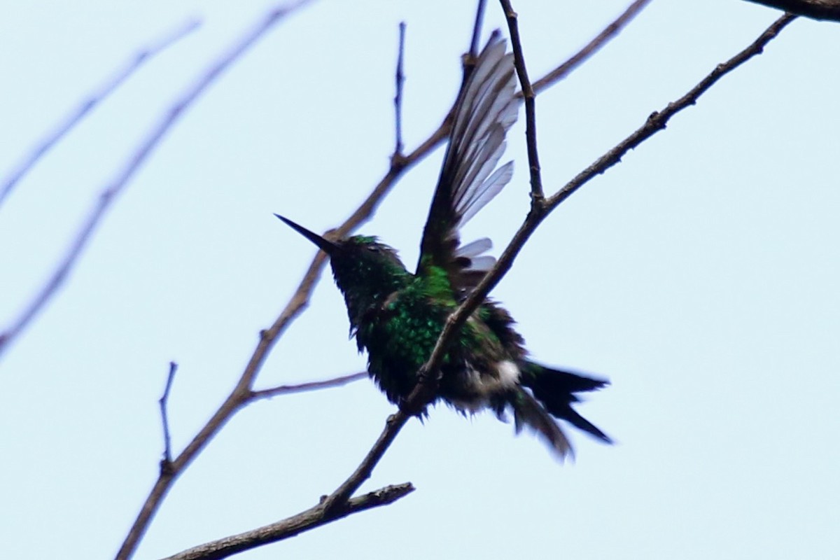 kolibřík zahradní - ML616913267