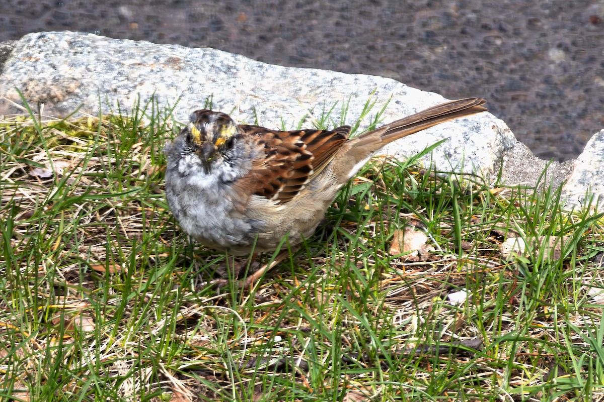 Bruant à gorge blanche - ML616913268