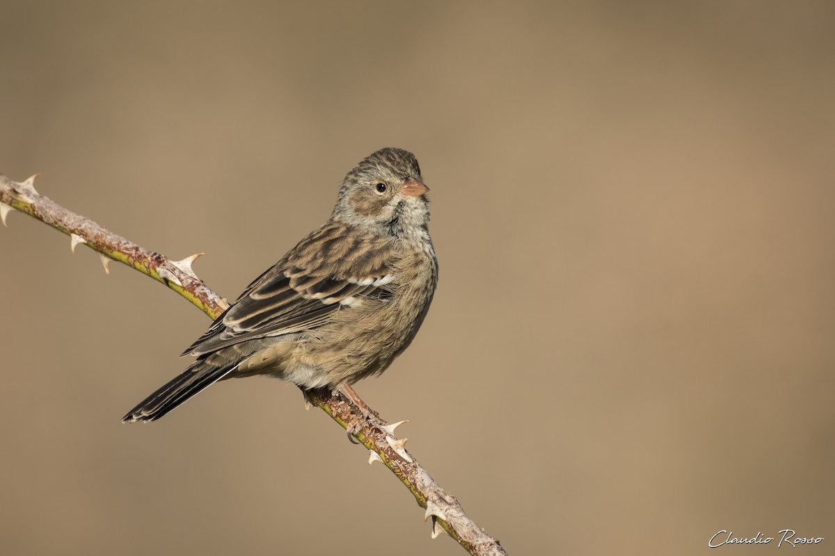 Mourning Sierra Finch - ML616913280