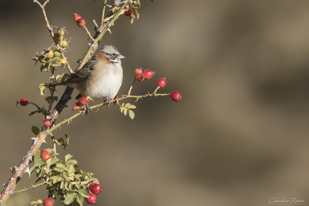 Rufous-collared Sparrow - ML616913289
