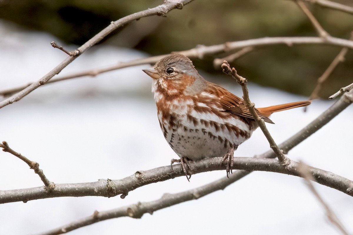 Fox Sparrow (Red) - ML616913295