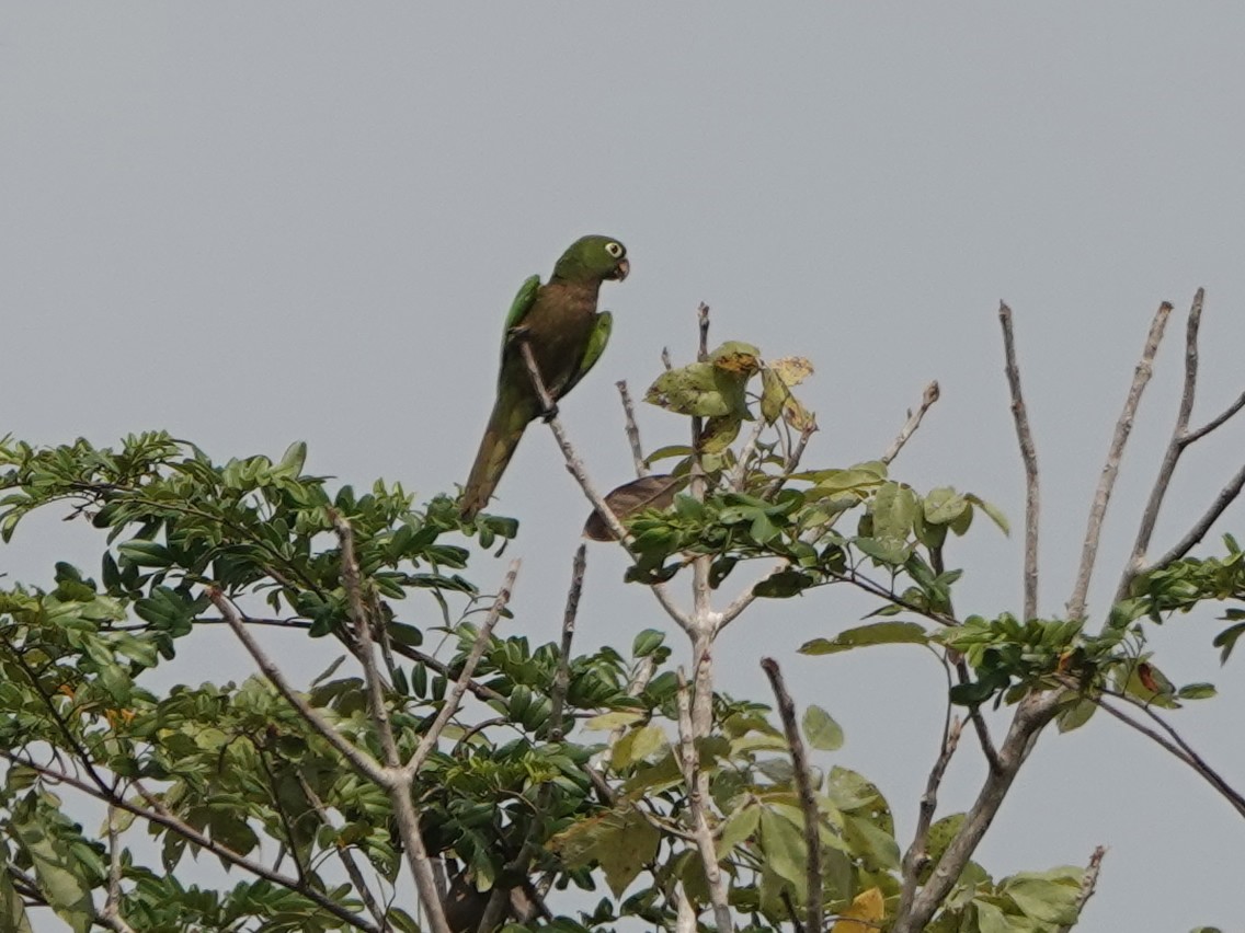 Olive-throated Parakeet - ML616913299