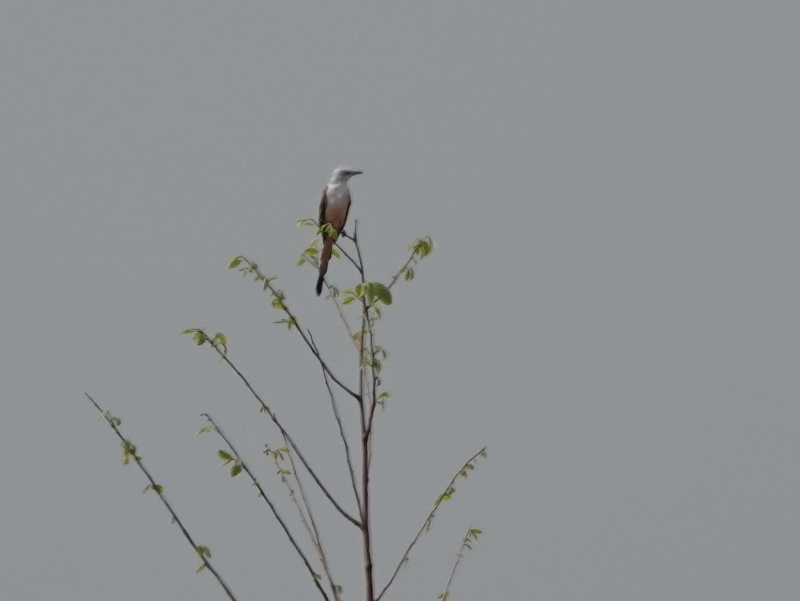 Scissor-tailed Flycatcher - ML616913304