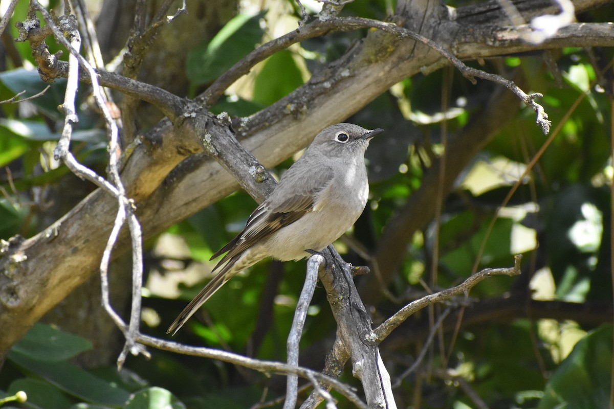 Townsend's Solitaire - ML616913305