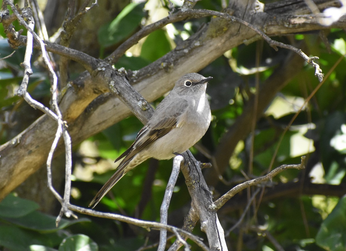Townsend's Solitaire - ML616913307