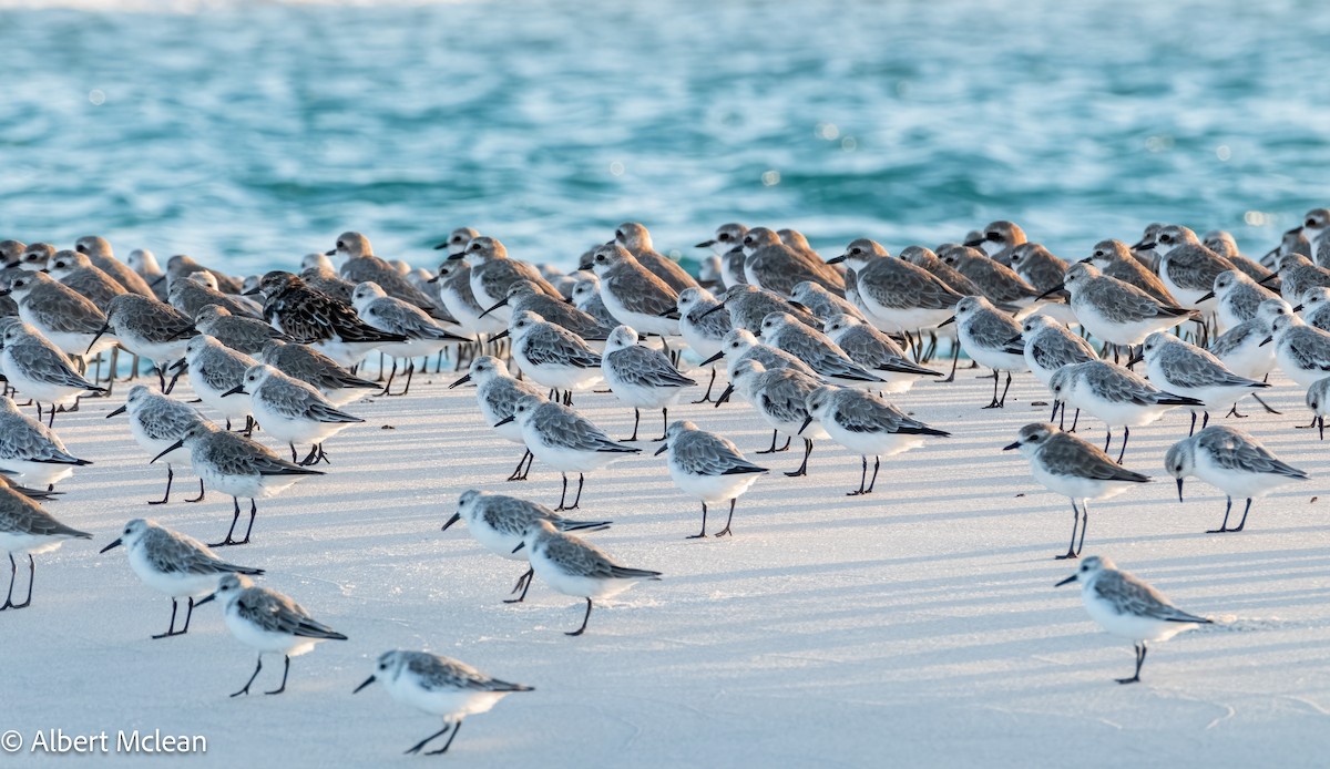 Sanderling - Albert McLean