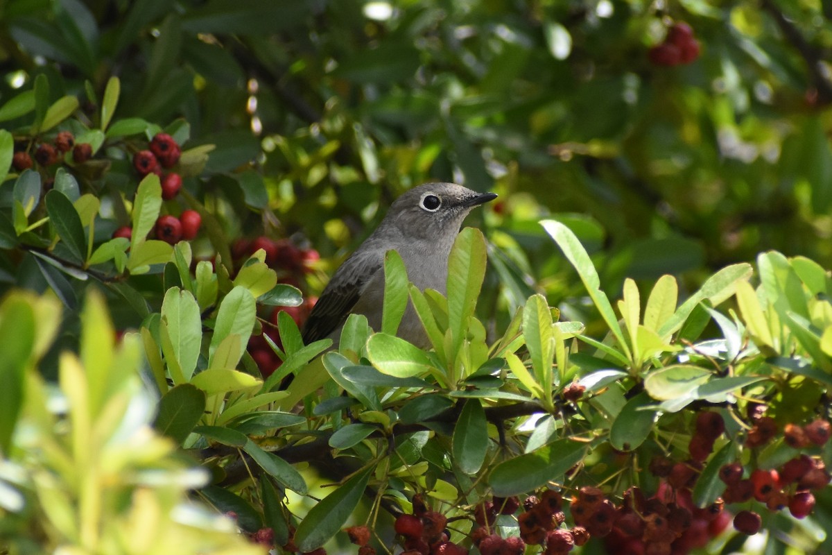 Townsend's Solitaire - ML616913310
