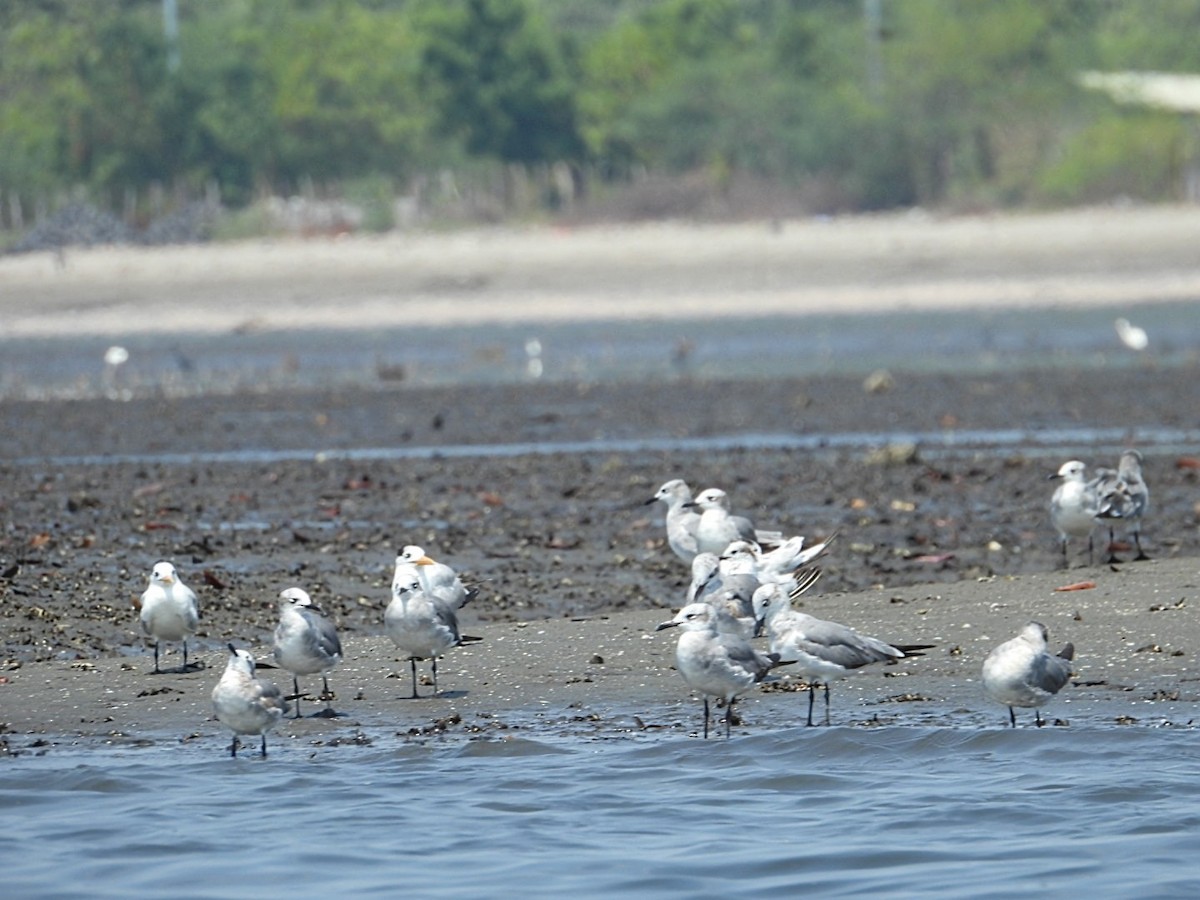 Laughing Gull - ML616913356