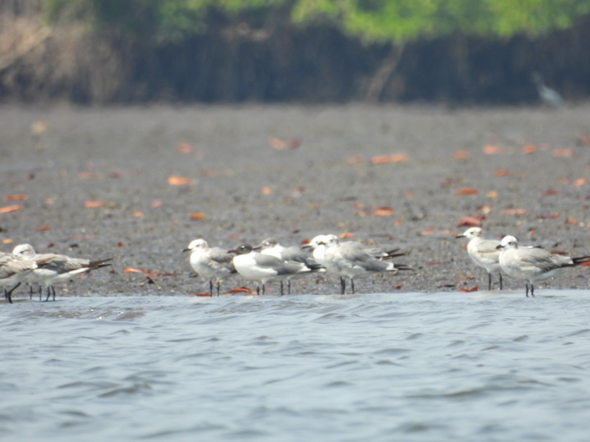 Laughing Gull - ML616913357