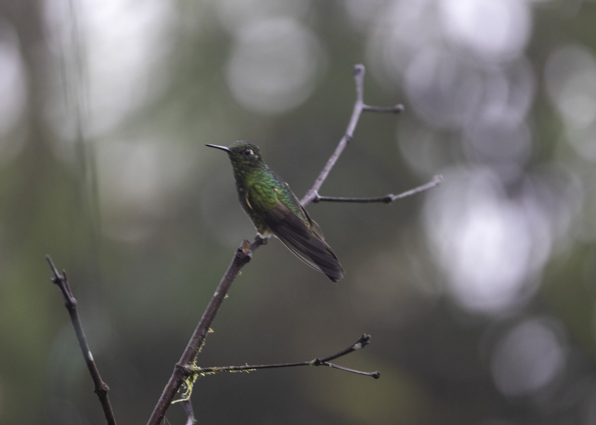 Buff-tailed Coronet - Luc Tremblay