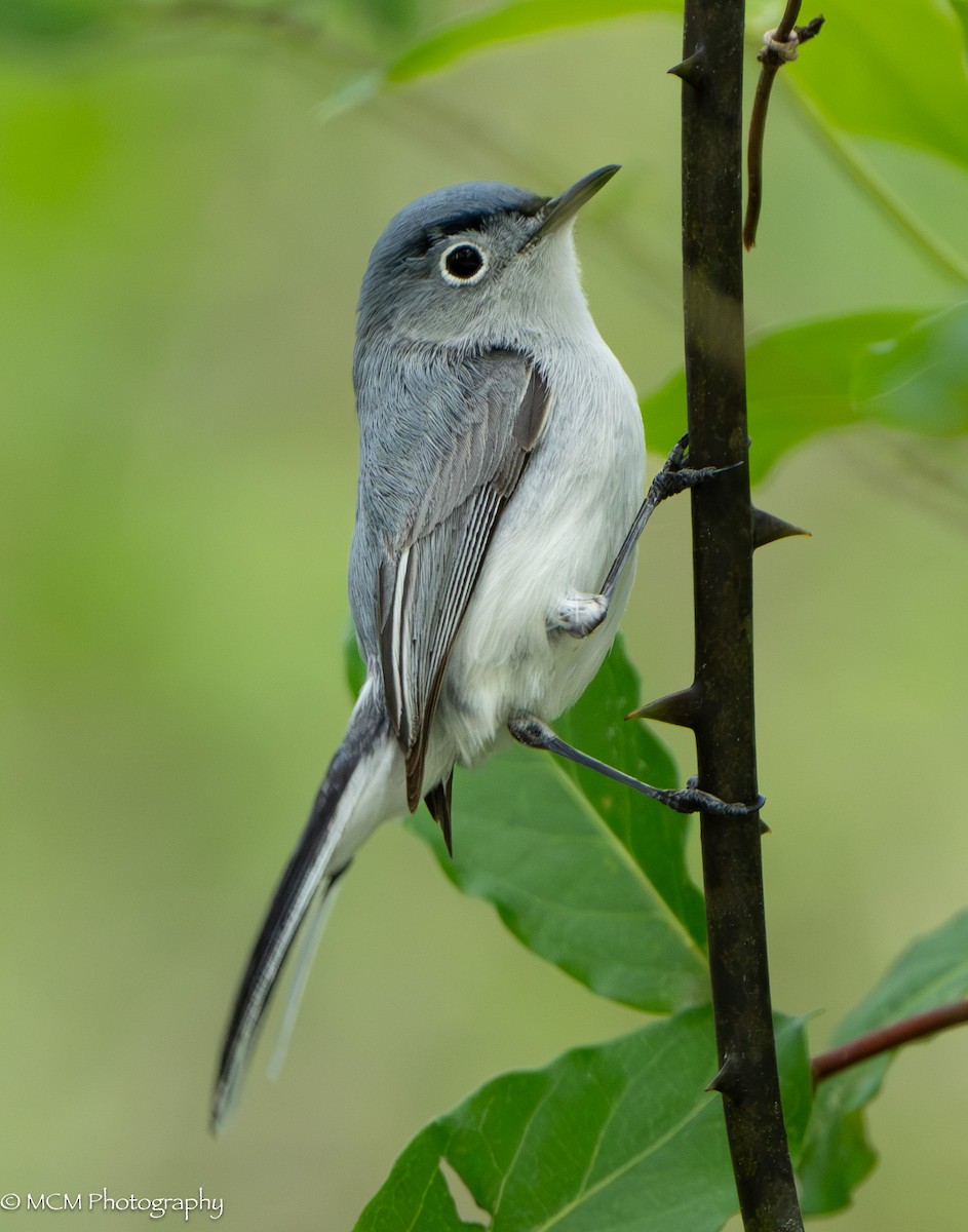 Blue-gray Gnatcatcher - ML616913386