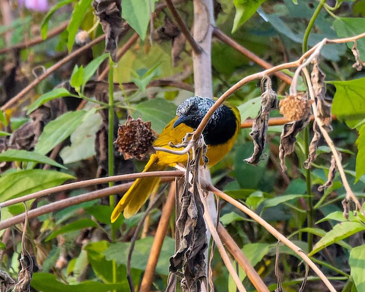 Oriole Warbler - ML616913392