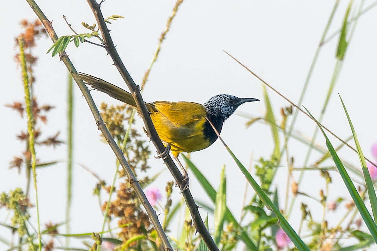 Oriole Warbler - ML616913393