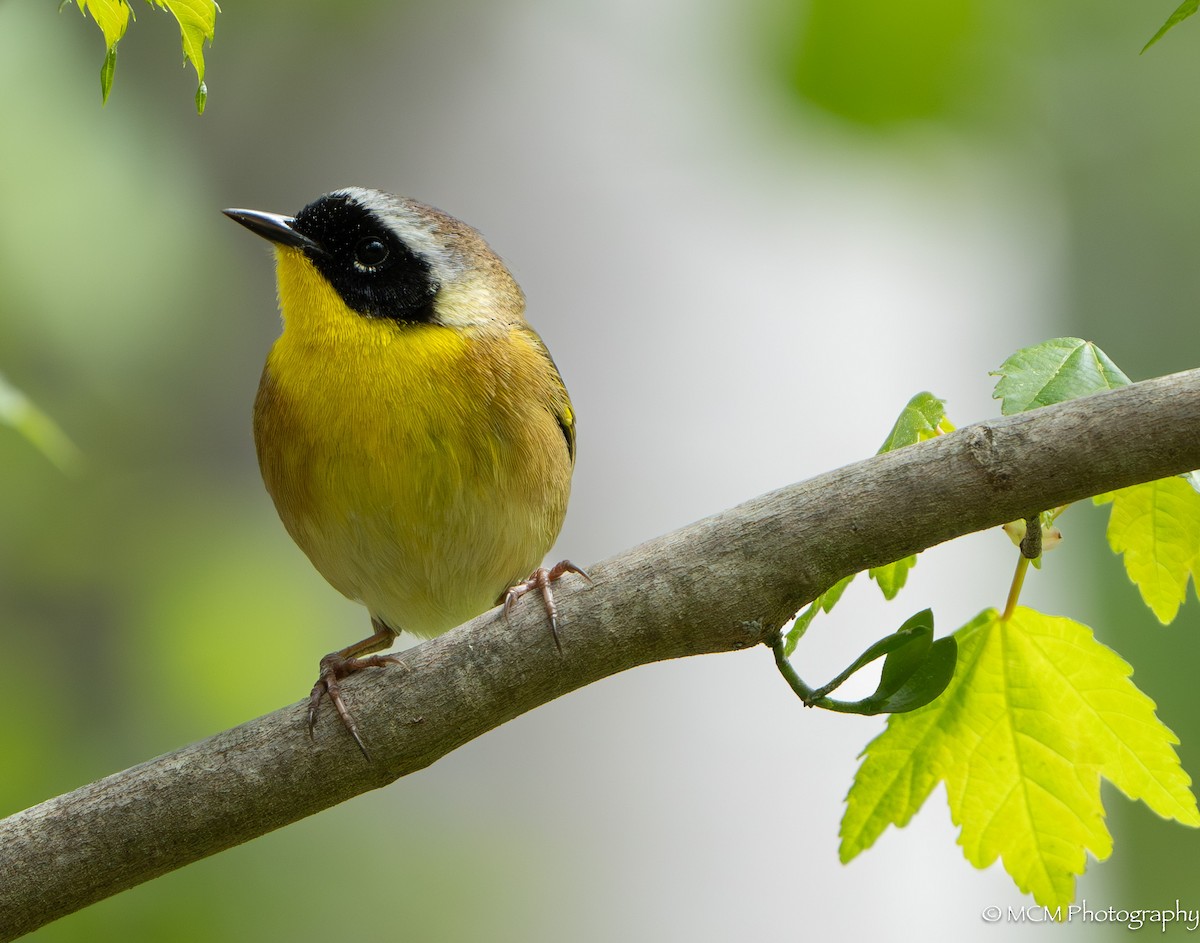 Common Yellowthroat - ML616913399