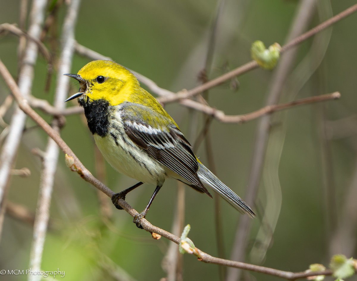 Black-throated Green Warbler - Mary Catherine Miguez