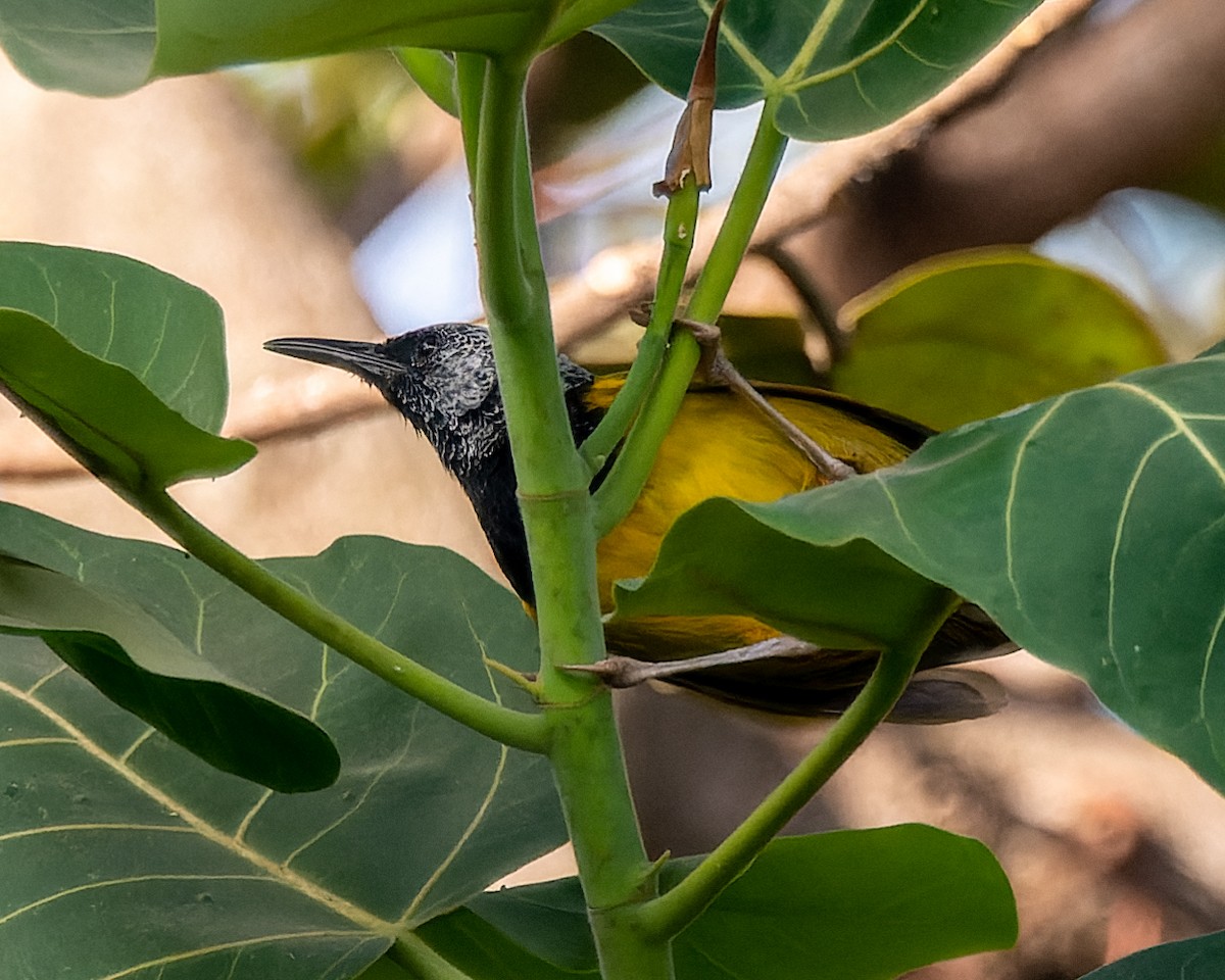 Oriole Warbler - Magnus Andersson