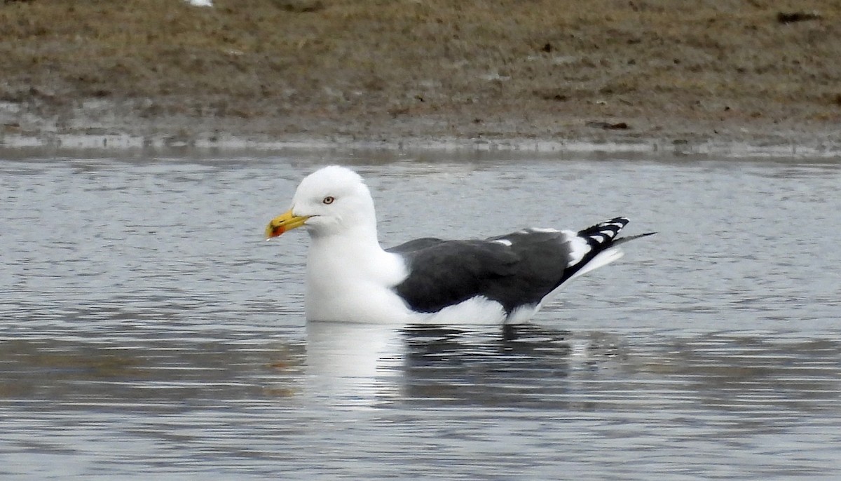 Lesser Black-backed Gull - ML616913461