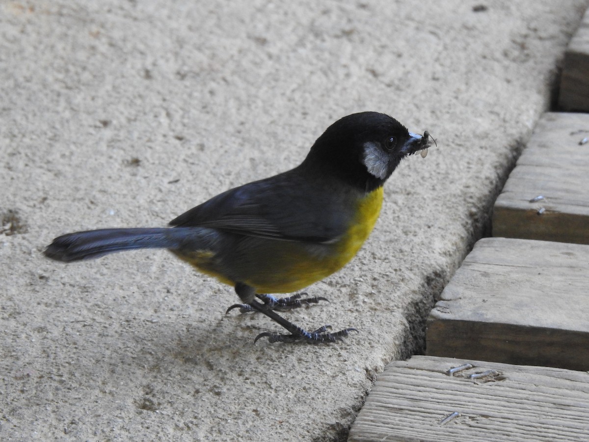 Santa Marta Brushfinch - ML616913481