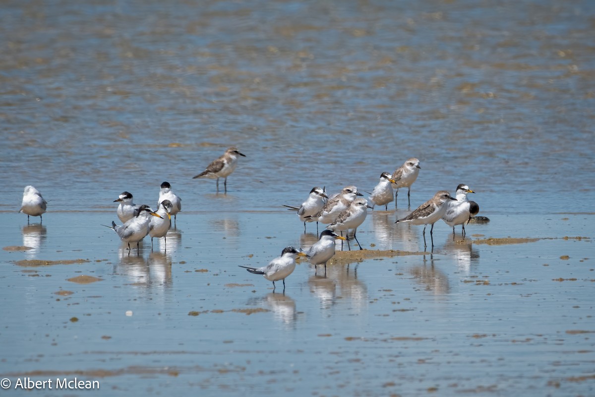 Saunders's Tern - ML616913491