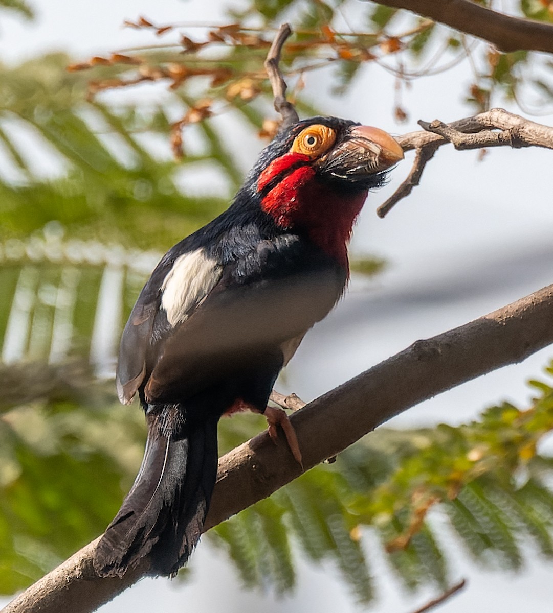 Bearded Barbet - Magnus Andersson