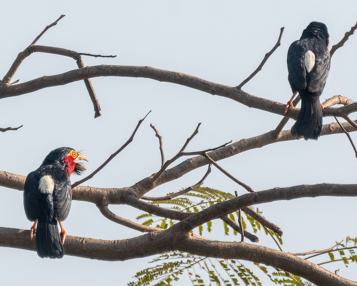 Bearded Barbet - Magnus Andersson