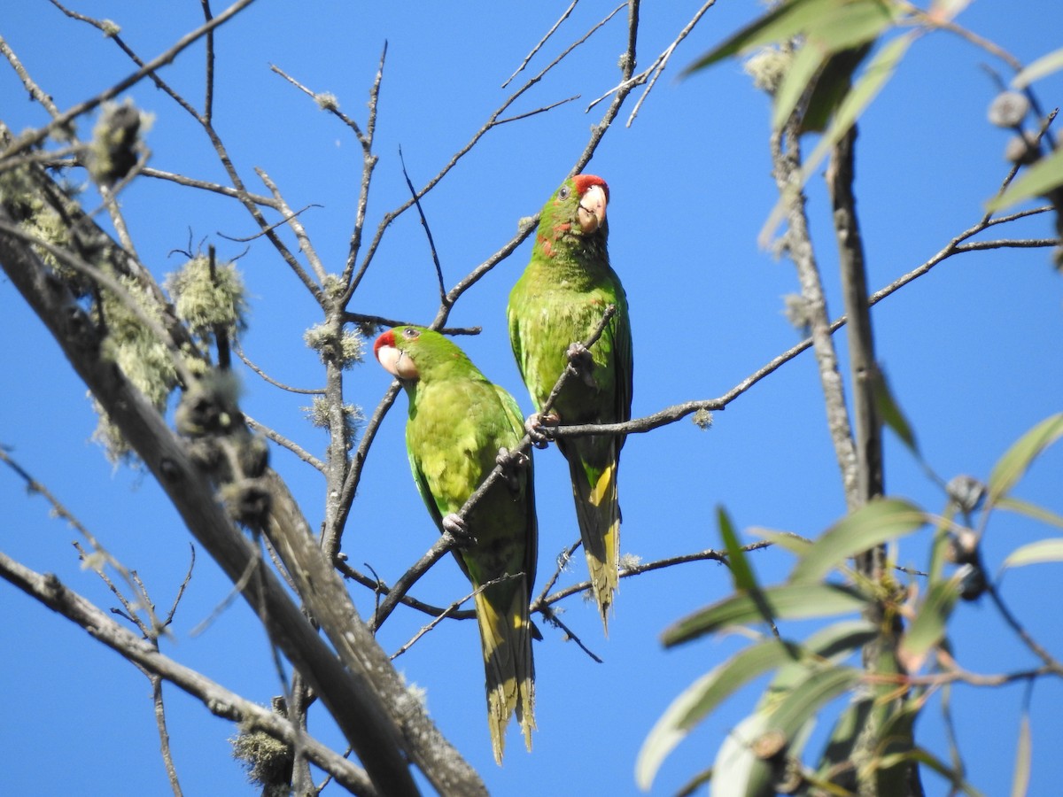 aratinga červenočelý - ML616913510