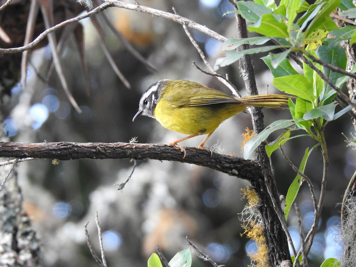 Santa Marta Warbler - ML616913530