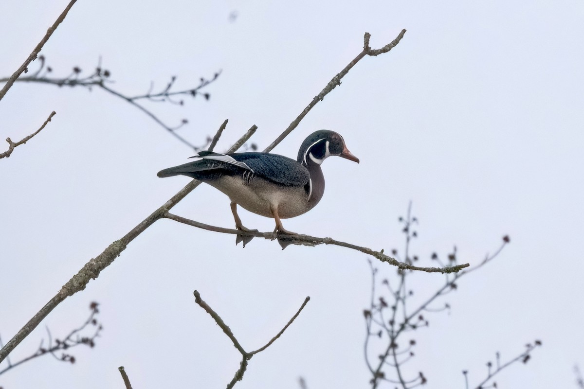 Wood Duck - ML616913539